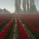 A Spring Morning In The Valley.